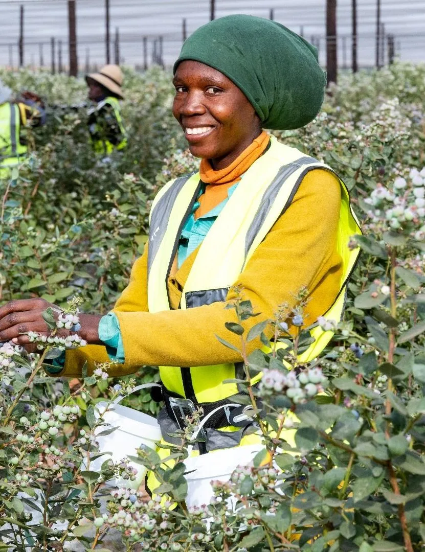 A member of the field team at work among the fruit bushes