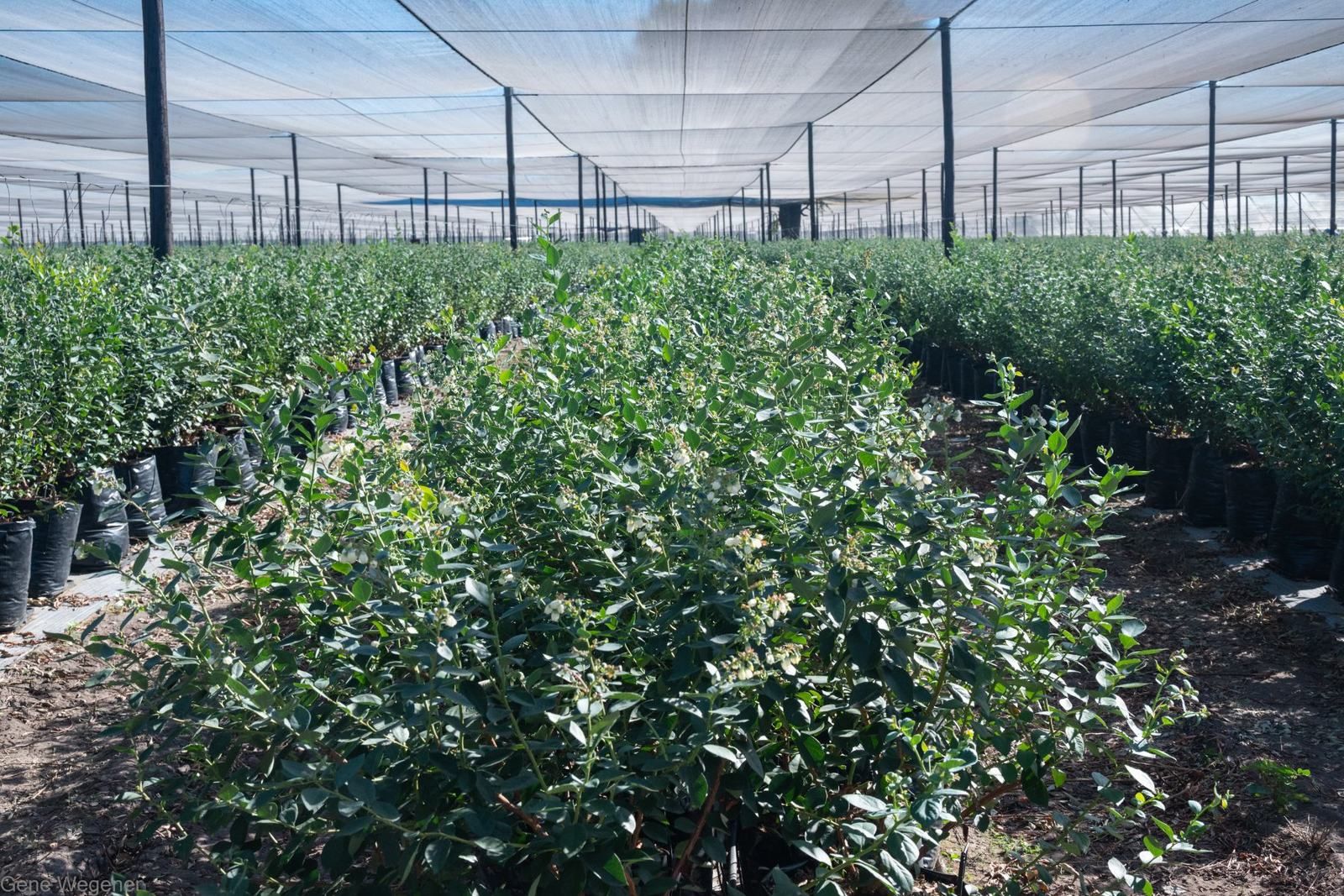 Rows of blueberry bushes in flower under shade netting